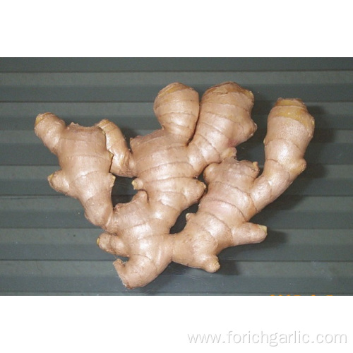 Good Quality Air-dried Ginger In Competitive Price